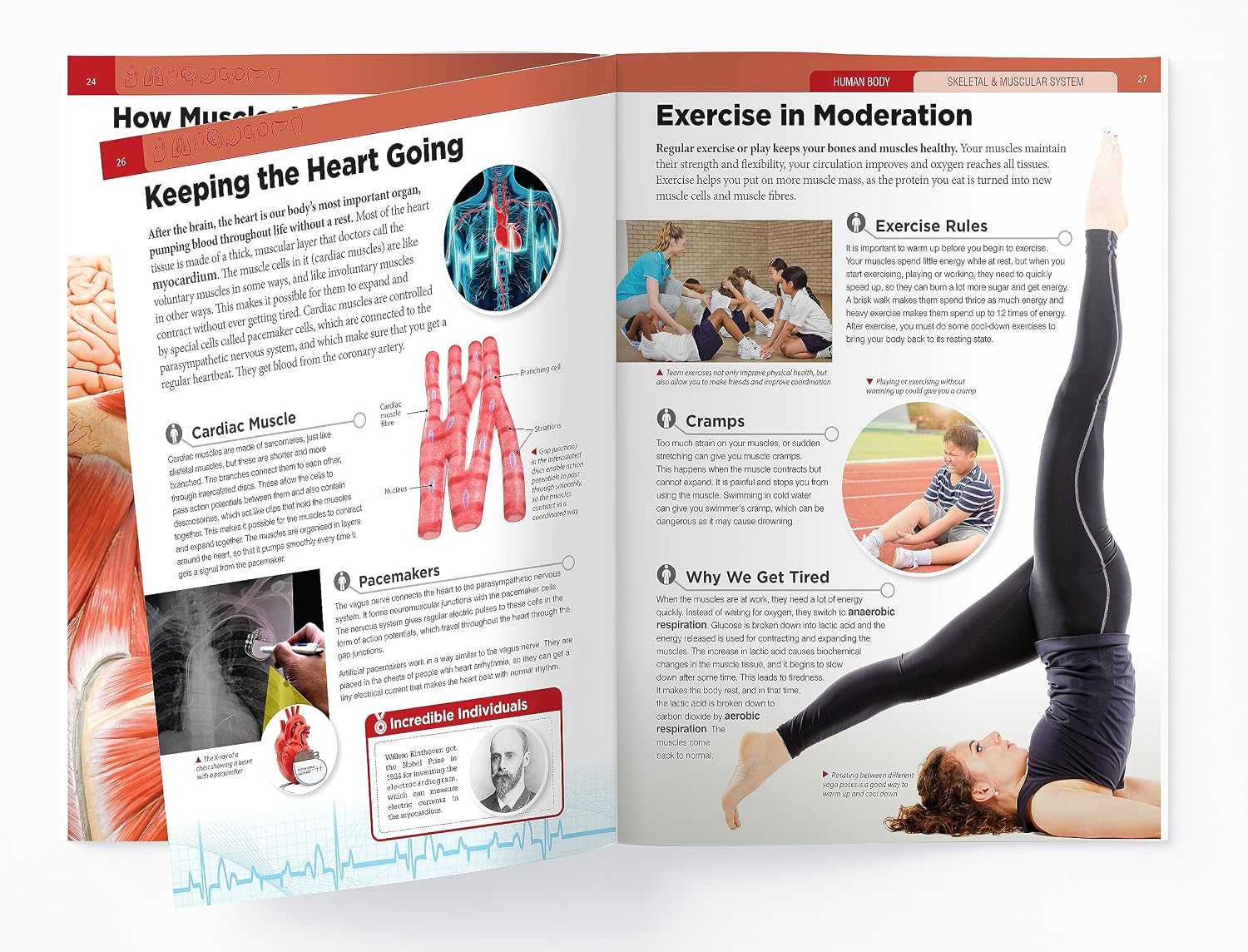 Human Body - Skeletal And Muscular System: Knowledge Encyclopedia For Children – view 14