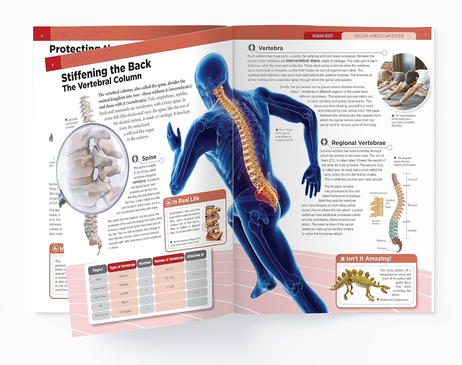 Human Body - Skeletal And Muscular System: Knowledge Encyclopedia For Children – view 13