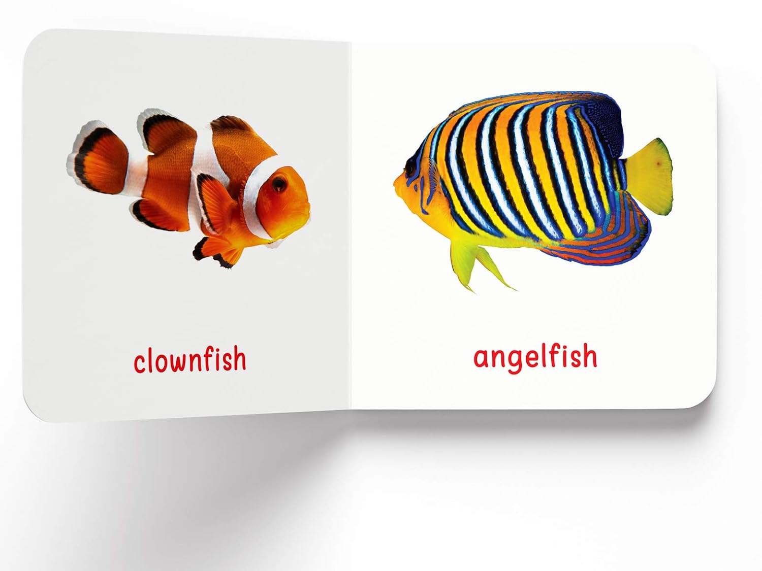 My First Book Of Sea Animals – view 5